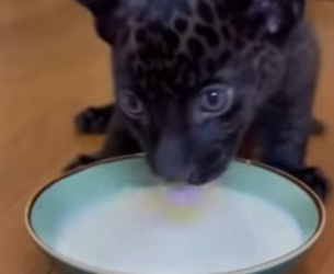 P1012012 Story of Black Panther Us (Part 2)