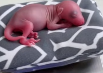 P1012010 mother kangaroo handed her baby over to me