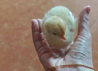 A1314002 Rescatar los polluelos (Parte 2)