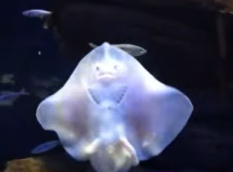 A1314009 Rayas de rescate (Parte 2)