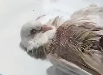 A1314011 Palomas de rescate (Parte 2)