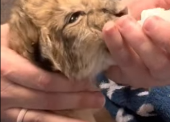 A1314010 Leones rescatados (Parte 2)