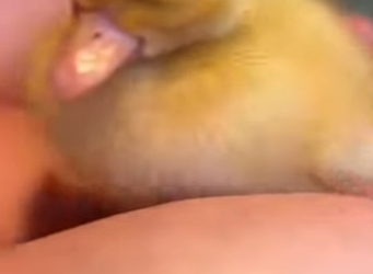 A1314004 Patos rescatados (Parte 2)