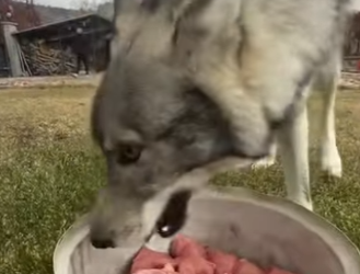 A1314012 Rescue wolves (Parte 2)