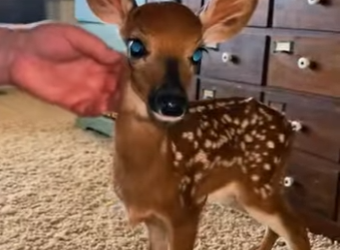 A1314016 Rescate de ciervos (Parte 2)