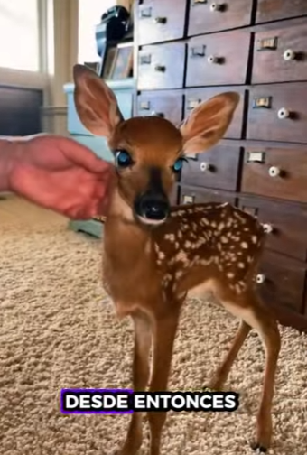 A1314016 Rescate de ciervos (Parte 2)