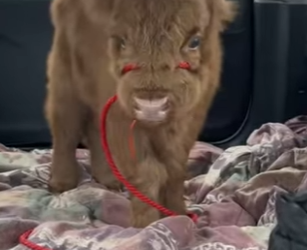 A1314017 Rescatar la vaca (Parte 2)