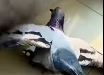 A1314008 Palomas de rescate (Parte 2)