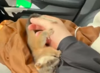 A1314018 Zarigüeyas de rescate (Parte 2)