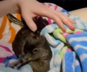 A1314005 Patos rescatados (Parte 2)