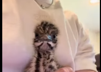 A1314013 Emús rescatados (Parte 2)