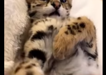 A1314007 Ocelotes de rescate (Parte 2)