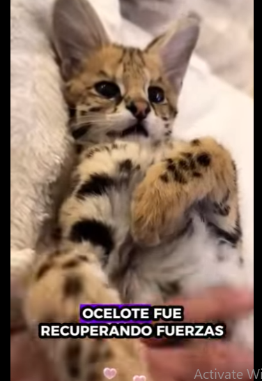 A1314007 Ocelotes de rescate (Parte 2)