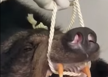 A1314014 Rescatando osos pardos (Parte 2)