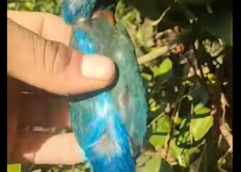 A1314003 Rescata al pájaro tonto (Parte 2)