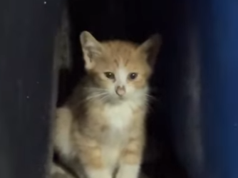 A1314015 Gatito rescatado (Parte 2)