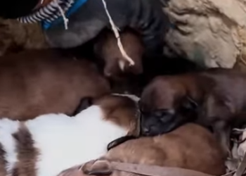 U1212008 Cadelinha abandonada com seus filhotes resgatada no meio do mato (Part 2)