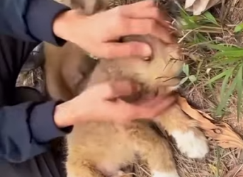U1314004 cãezinhos foram deixados na beira da pista mas foram resgatados