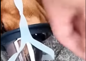 U1314013 Esse pequeno só queria sentir dono novamente (Part 2)