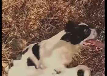 U1314010 Ela só queria salvar seus bebês (Part 2)