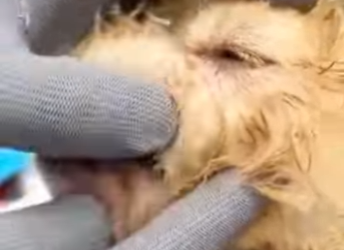 U1314012 Uma atitude simples salvou uma vida (Part 2)