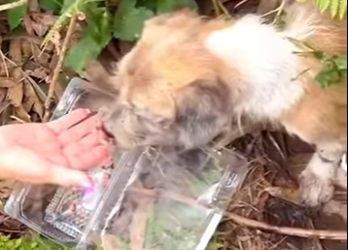 U1314016 seu olhar pedia por favor nos ajudem (Part 2)