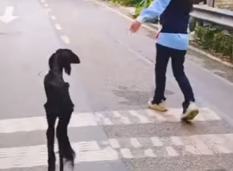 U1314006 Um gigante negro esquecido nas ruas, mas nunca sem esperança (Part 2)