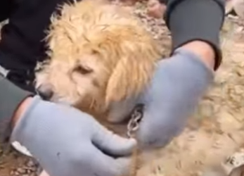 U1314011 Perceberam tempo que alí no meio do lixo havia vida (Part 2)