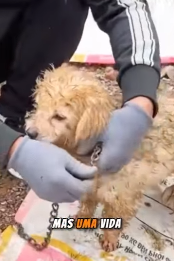 U1314011 Perceberam tempo que alí no meio do lixo havia vida (Part 2)