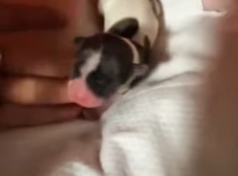 U1314007 um cãozinho recém nascido no meio do asfalto precisa de ajuda (Part 2)