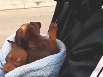 U1314002 cãezinhos da raça Pincher são resgatados (Part 2)