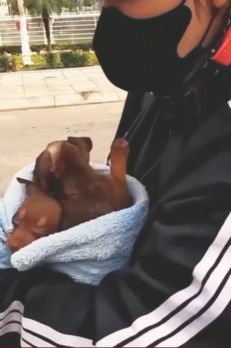 U1314002 cãezinhos da raça Pincher são resgatados (Part 2)