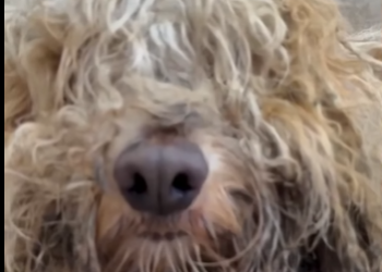 U1314017 Seu olhar me fez parar carro vc mudou meu dia (Part 2)