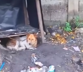 U1314003_cãozinho resgatado, Ágora transformação maravilhosa (Part 2)