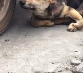 U1314009 Mesmo com todas as limitações, esse cãozinho deficiente tentou sobrev (part 2)