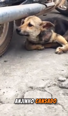 U1314009 Mesmo com todas as limitações, esse cãozinho deficiente tentou sobrev (part 2)