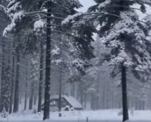 P1012009 never thought get gift Snow Leopard (Part 2)