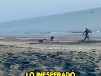 V1314009 Perros Muestran su Lealtad al Defender su Amigo en Peligro (Parte 2)