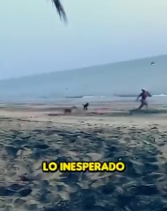 V1314009 Perros Muestran su Lealtad al Defender su Amigo en Peligro (Parte 2)