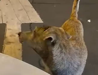 V1314006 Todos Pensaron Que Era Peligroso, Pero Pedía Ayuda (Parte 2)