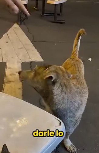 V1314006 Todos Pensaron Que Era Peligroso, Pero Pedía Ayuda (Parte 2)