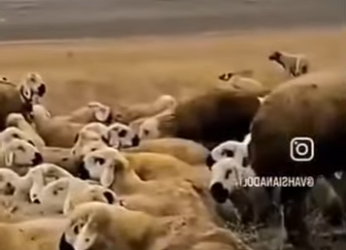 V1314002 Estos Kangal guardianes cuidan el rebaño de los lobos (Parte 2)