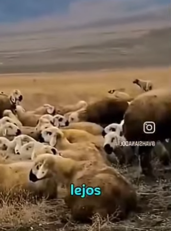 V1314002 Estos Kangal guardianes cuidan el rebaño de los lobos (Parte 2)