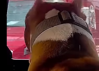 V1314011 Camionero grabó el tenso encuentro de dos perros pitbull (Parte 2)