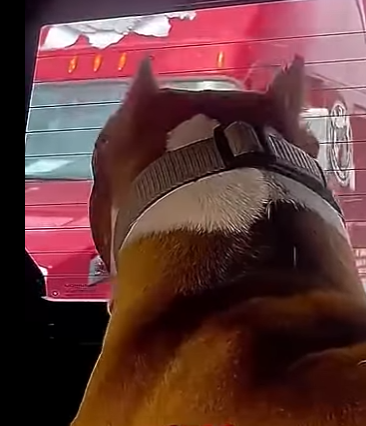 V1314011 Camionero grabó el tenso encuentro de dos perros pitbull (Parte 2)