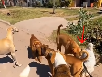 V1314004 Este perro tiene un autocontrol increíble (Parte 2)