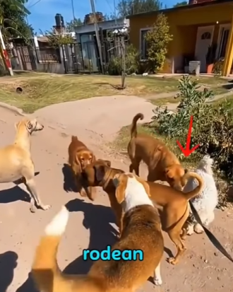 V1314004 Este perro tiene un autocontrol increíble (Parte 2)