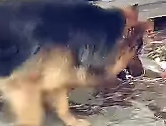 V1314003 Así Este Pastor Alemán Defendió un Gatito en la Calle (Parte 2)