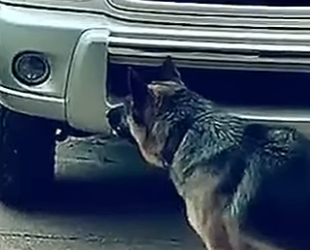 V1314001 Así Es Como un Pastor Alemán Domó un Rottweiler Furioso (Parte 2)