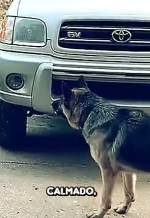 V1314001 Así Es Como un Pastor Alemán Domó un Rottweiler Furioso (Parte 2)